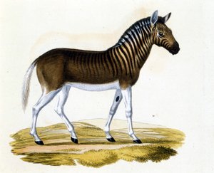 Der Quagga, ein um 1870 ausgestorbenes Tier: Es war ein Säugetier, das dem Pferd und Zebra nahe stand, mit Streifen am Hals und Kopf. Gravur aus dem späten 19. Jahrhundert. von Unknown artist