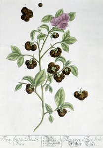 Die Teepflanze Frutex Bontii - botanische Tafel von Unknown artist
