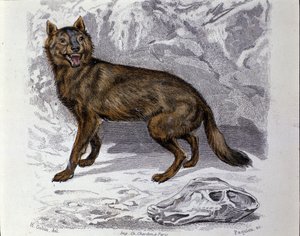 Der Wolf. Tafel aus einem Naturgeschichtswerk „Werke von Buffon“ von dem Naturforscher Georges Louis Leclerc, Graf von Buffon (1707-1788). 19. Jahrhundert