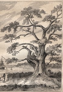 Dritte Reise (1776-1779) von Kapitän James Cook (1728-1779): Baum, unter dem Cook den Durchgang der Venus beobachtete - Illustration aus „Die großen Seefahrer des 18. Jahrhunderts“