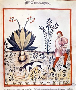 Medizinisches Traktat „Tacuinum sanitatis“ 14. Jahrhundert. Mandragora sammeln. Bibiloteca Nazionale Braidense. Mailand von Unknown artist
