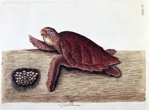 Schildkröte und ihre Eier - Naturgeschichtstafel, B.N.