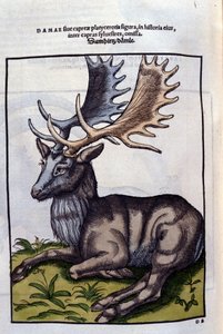 Ein Rentier (Cervidae) in Historia Animalium von Conrad Gesner (1516 - 1565), Tiguri von Unknown artist