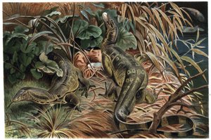 Varan - Waran (Varanus) - Gravur aus „Brehms Tierleben“ von Alfred Edmund Brehm (1829-1884) von Unknown artist