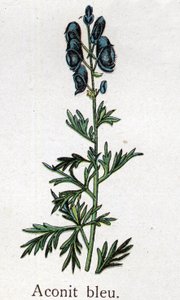 Giftige botanische Pflanzen: Blauer Eisenhut. Gravur in „The natural medication“ von Friedrich Eduard Bilz (1842-1922)
