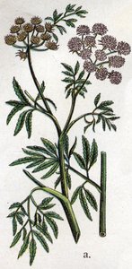 Giftige botanische Pflanzen: Wasserschierling oder Wasserschierling, auch bekannt als giftiger Schierling (Cicuta virosa). Gravur in „Die natürliche Medikation“ von Friedrich Eduard Bilz (1842-1922)