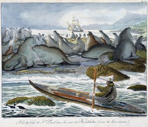 Ansicht der Insel St. Paul im Meer von Kamtschatka mit Seelöwen von Unknown artist