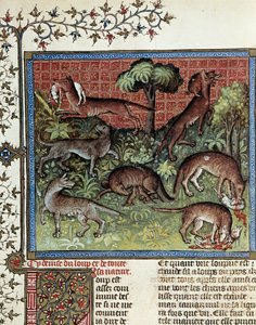 Wir motten den Wolf und seine ganze Natur. Miniatur von Gaston Phoebus (1331-1391) genannt Gaston III Graf von Foix