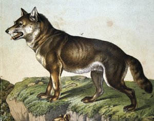 Wolf - in „Naturgeschichte der Säugetiere“, ed. Schreiber, München