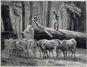 Holzfäller in einem Redwood-Wald in Kalifornien - Gravur