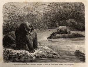 Zambesi-Flusspferd: Weibchen und ihr Junges erfrischen sich im Fluss. Gravur zur Illustration von Dr. Livingstones ersten Reisen nach Südafrika von 1840 bis 1856, in „Le tour du monde, nouveau journal des voyages“ veröffentlicht unter der Leitung von Edoua