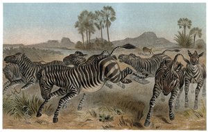 Zebra - Zebras - Afrikanische Equiden (Pferdefamilie) - Gravur aus „Brehms Tierleben“ von Alfred Edmund Brehm (1829-1884) von Unknown artist