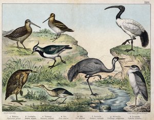 a: Nachtreiher (Nycticorax nycticorax), b: Zwergdommel (Ixobrychus minutus), c: Rohrdommel (Botaurus stellaris), d: Graukranich (Grus grus), e: Heiliger Ibis (Threskiornis aethiopicus), f: Waldschnepfe (Scolopax rusticola), g: Bekassine (Gallinago), h: Kie