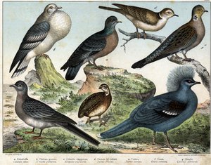 a: Hohltaube (Columba oenas), b: Mongolentaube (Columba gutturosa), c: Wandertaube (Etopistes migratoria), d: Türkentaube (Turtur risorius), e: Waldtaube (Turtur auritus), f: Krontaube (Goura coronata), g: Wachtel (Coturnix communis) - in „“