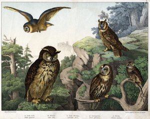 a: Goldene Eule (Bubo ignavus), b: Hulotte (cat-huant) (Asio shell), c: Wilde Eule (Syrnium aluco), d: Eule (Strix flammea), e: Eule (Athene noctua) - in „Natural History of Birds“, ed. Hoepli, Mailand von Unknown artist