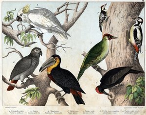a: Graupapagei (Psittacus erithacus), b: Kakadu (Cacatua galerita), c: Tukan (Ramphastos temminckii), d: Schwarzspecht (Picus Martius), e: Grünspecht (Gecinus veridis), f: Großer Buntspecht (Dendrocopus minor) - „Naturgeschichte der Vögel“ von Unknown artist