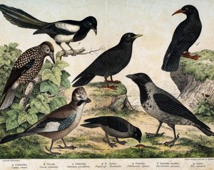 a: Nebelkrähe (Corvus cornix), b: Dohle (Corvus monedula), c: Eichelhäher (Garrulus glandarius), d: Tannenhäher (Nucifraga caryocatactes), e: Alpenkrähe (Pyrrohocorax alpinus), f: Alpenkrähe (Pyrrhocorax pyrrhocorax) - in „Natural History of Birds“, ed. Ho