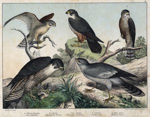 a: Wanderfalke (Falco peregrinus), b: Baumfalke (Hypotriorchis subbuteo), c: Turmfalke (Tunnunculus alaudarius), d: Europäischer Sperber (Accipiter nisus), e: Singender Habicht (Melierax musicus) - in „Natural History of Birds“, ed. Hoepli, Mailand von Unknown artist