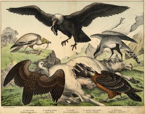 a: Schmutzgeier (Neophron percnopterus), b: Gänsegeier (Gyps fulvus), c: Kondor (Sarcoramphus gryphus), d: Bartgeier (Gypaetus barbatus), e: Sekretär (Gypogeranus serpentarius) - in „Naturgeschichte der Vögel“, ed. Hoepli, Mailand von Unknown artist