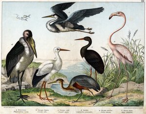 a: Flamingo (Phoenicopterus roseus), b: Weißstorch (Ciconia alba), c: Schwarzstorch (Ciconia nigra), d: Marabu (Leptoptilus crumenifer), e: Graureiher (Ardea cinerea), f: Purpurreiher (Ardea purpurea) - in „Naturgeschichte der Vögel“, ed.
