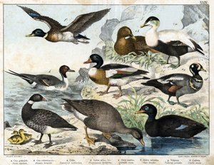 a: Saatgans (Asner segetum), b: Ringelgans (Branta bernicla), c: Eiderente (Somateria mollissima), d: Harlekinente (Histrionicus torquatus), e: Trauerente (Oidemia fusca), f: Stockente (Anas boschas), g: Belons Tadorne (Adorna cornuta), h: Spießente (Dafil