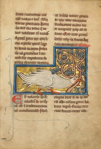 Ein Caladrius-Vogel