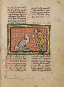 Ein Caladrius-Vogel