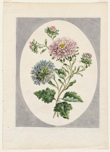 Eine Sammlung von Blumen aus der Natur gezeichnet: Große Doppelte China-Aster von Unknown artist