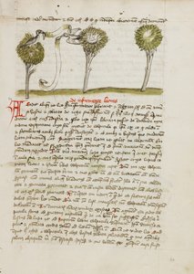 Ein Habicht auf einem Baum und eine Nachtigall, die von ihrem Nest wegfliegt