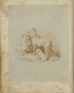 [Eine Gruppe von fünf Hunden]