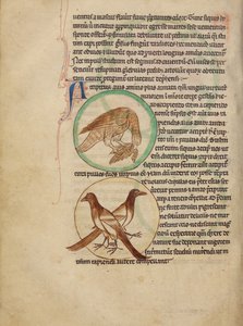 Ein Falke; Elstern