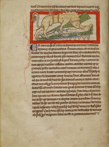 Eine Hyäne
