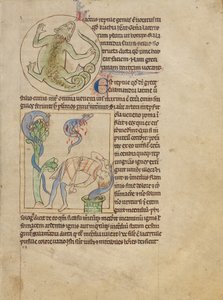 Eine Eidechse; Salamander