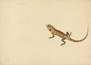 Eine Eidechse mit Skizzen eines Skorpions und einer Spinne von Unknown artist