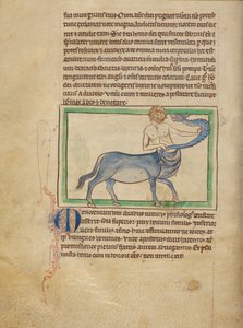Ein Monocentaurus