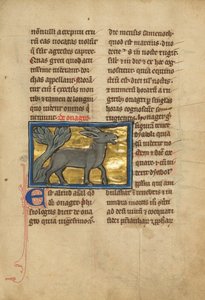 Ein Wildesel