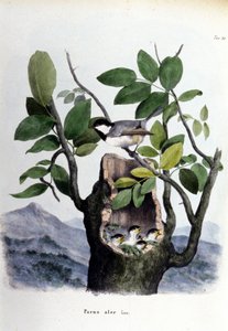Eine Tafel, die einen gewöhnlichen Vogel (oder Spatz) in der Nähe seines Nestes darstellt. von Unknown artist