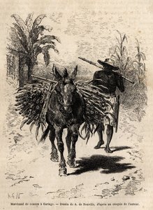 Ein Zuckerrohrhändler und sein Maultier in Cartago (Costa Rica), der einzige Händler, der die leeren Straßen der Stadt belebt. Gravur zur Illustration der Reise nach Neu-Granada, von Dr. Saffray, 1869, veröffentlicht in „Le tour du monde“ 1873, herausgegeb