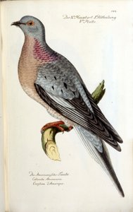 Eine wandernde Taube, jetzt ausgestorben. Zoologische Tafel nach Fritsch von Unknown artist