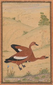 Ein Paar Brahminenenten von Unknown artist