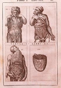 Anatomische Tafel darstellend: die Dimensionen, Muskeln des Bauches, Eingeweide und Magen. Gravur in "Anatomia Corporis Humani" von Juan Valverde De Amusco (1525-1588). Tafel I, Buch III. Barcelona. Biblioteca de Catalunya (Nationalbibliothek von Katalonie