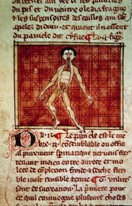 Anatomische Figur: Haut, Brust geöffnet. Miniatur aus dem Manuskript „Chirurgie“ (Folio 11v) geschrieben von Henri de Mondeville (Chirurg von Philippe Le Bel, Anatomieprofessor)