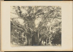 Baobab-Baum. Mombassa