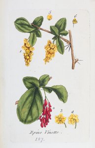Berberitze von Unknown artist
