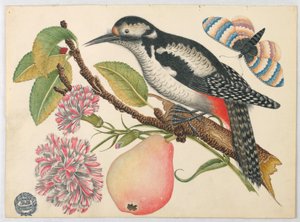 Vogel, Schmetterling und Birne