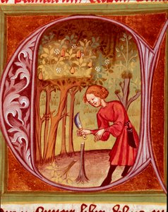 Botanik: Ein Gärtner praktiziert eine Transplantation. Miniatur aus „Der Rustican oder Buch des ländlichen und bäuerlichen Profits“ von Pietro de Crescenzi (1233-1320) 14. Jahrhundert Prag, Nationalbibliothek von Unknown artist
