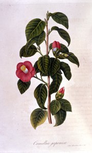 Botanische Tafel: Kamelie aus Japan. 19. Jahrhundert (Gravur) von Unknown artist