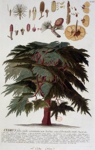 Botanische Tafel: Zeder. n.d. 19. Jahrhundert