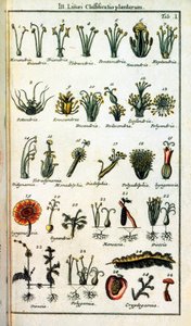 Botanische Tafel: Klassifikation der Pflanzen von Carl von Linné (1707-1778), schwedischer Naturforscher in „Compendium Botanices Systematis Linnean“. von Unknown artist