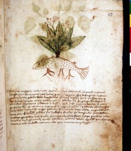Botanische Tafel, die das Gras „luccia maggiore“ oder pfeilförmiges Gras darstellt. Bibliothek von Rimini